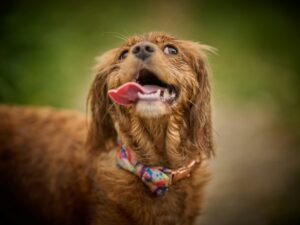 犬の写真